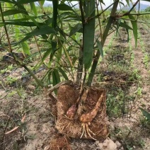 甜龙竹苗，勃氏甜龙竹苗，可生吃的水果甜笋苗基地直供