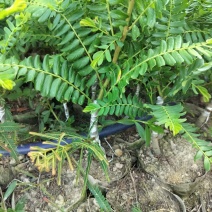 甜油甘果苗，余甘果苗，柿饼甜玻璃甘红橄榄嫁接袋装苗