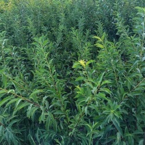 晚熟蜂糖李子苗，苗圃直发，纯甜无酸味，爽口含糖量18至22%
