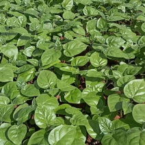 云南保山优质树番茄脱毒苗种苗批发