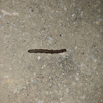 马路虫、千足虫