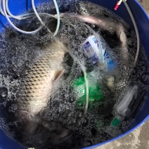 野生鲤鱼，生斑。每天可提供200斤左右。