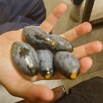 新鲜采摘，产地直销！用途广，营养丰富。增城土特产黑橄榄