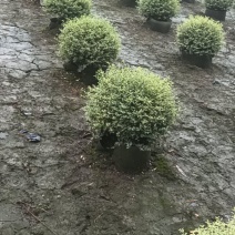 银姬小蜡