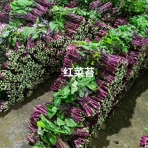威宁红菜苔