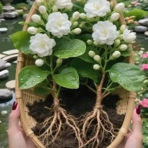 基地直发茉莉花盆栽茉莉花苗绿植小桩驱蚊虫浓香型花卉包邮价