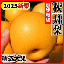 山东费县秋月梨入口化渣好对接电商市场商超半斤起步可代发货