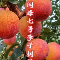 果园直发李子树苗国峰七号国峰17号龙园秋李包品种成活