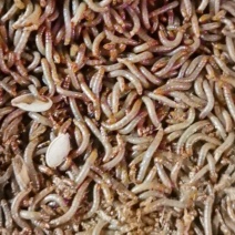 面包虫（黄粉虫）