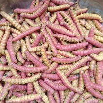 入蜇大头黄，豆虫