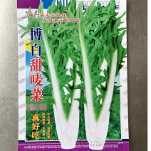 广西甜麦菜种子/抗寒/耐热/抗病性强/量大价优/欢迎咨询