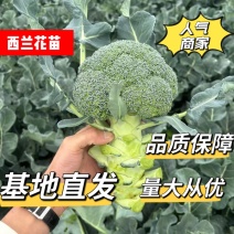 西兰花苗高产抗病，根系发达成活率高达99
