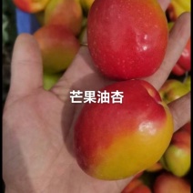 芒果油杏苗杏树苗，芒果油杏树！基地直发！签订合同！