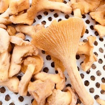 野生鸡油菌出售