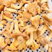 速冻鸡油菌
