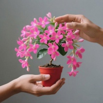 【带土带叶】垂丝茉莉新品种耐热花卉泰国垂丝茉莉高档年宵花卉