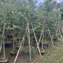 红千层，串钱柳1-3公分各种规格齐全有需要的老板来电咨询