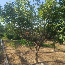 山杏树