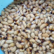 基地竹笋虫批发200斤起。甲壳虫，虫茧批发200只起。
