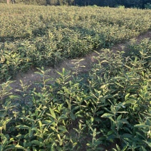 麻栎杯苗基地直供。造林优选