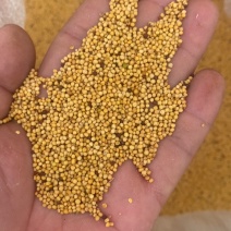 黄油菜籽一等油菜籽