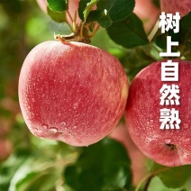 富士苹果个大饱满产地直发新鲜采摘规格齐全质量保证