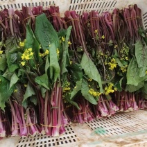 红菜苔正式上市