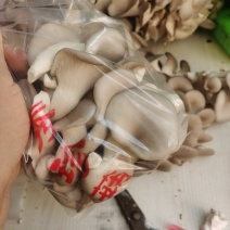 秀珍菇