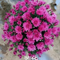 球菊大菊花