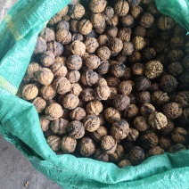 云南小香果核桃