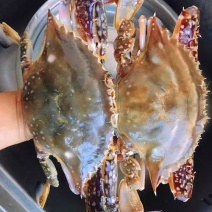 码头直供鲜活急冻梭子蟹海蟹，有肉很肥带黄，量大从优价格低