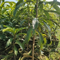 蛋黄果树苗，又称鸡蛋果实生苗，产地大批量发货，价格可谈