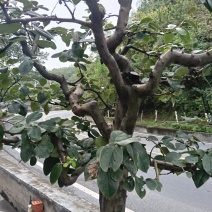 紫薇花树