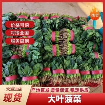 精品菠菜大量上市质量优质支持全国各地发货走食堂电商