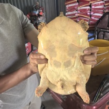 阳光棚甲鱼