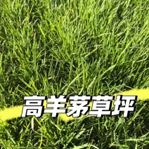 高羊茅进口草坪种子耐寒耐旱耐踏庭院绿化护坡草种