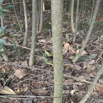 基地木荷地径3公分