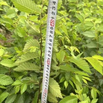 红榉小苗，红榉袋苗，红榉杯苗江西奉新，，