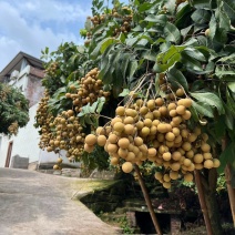 屏山县书楼储良龙眼大量上市