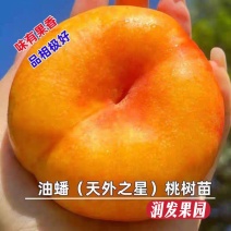 果园直发油蟠桃新品种天外之星油蟠桃金蟠99包品种成活率