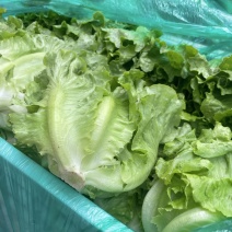 高质量精品意大利生菜，可装箱，打冷，装框