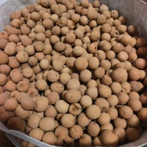 同安凤梨穗龙眼--桂圆干！大量上市。肉厚，皮薄，甜度高