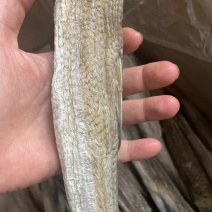 丁鱼地摊电商批发丁鱼干鱼干干鱼