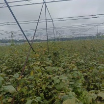 东北黑加仑苗大量上市产地直发量大从优欢迎来电