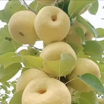 砀山酥梨🍐水分充足有******一件代发