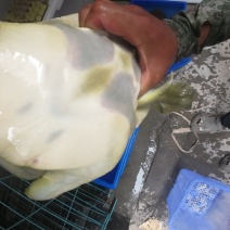 山东甲鱼