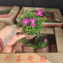 欧石竹
