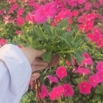 牵牛