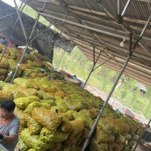清香陆地货大量有货个大