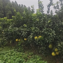 柚子树
